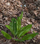 Wild comfrey